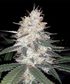 Kali Mist Seeds Buy Kali Mist Seeds