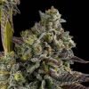 Buy Kosher Kush Seeds