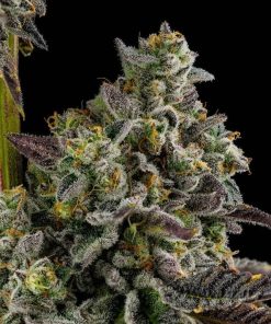 Buy Kosher Kush Seeds