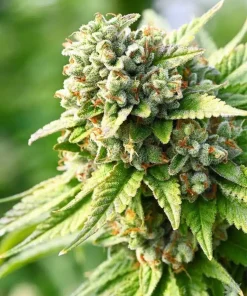 Kosher Kush Seeds1 Buy Kosher Kush Seeds