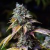 Buy LA Confidential Seeds
