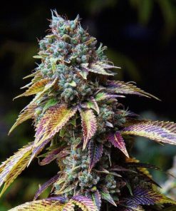 Buy LA Confidential Seeds