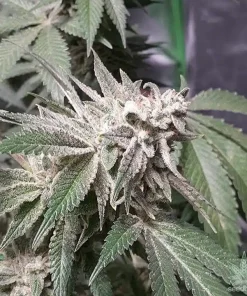 LA Confidential Seeds Buy LA Confidential Seeds