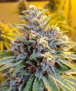LA Confidential Seeds1 Buy LA Confidential Seeds