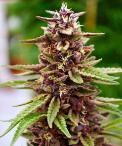 Buy Lavender Seeds Online