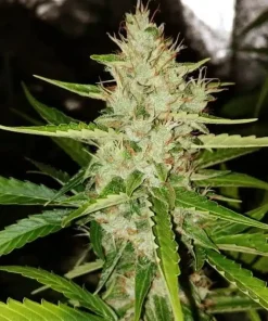 Lavender Seeds Buy Lavender Seeds Online