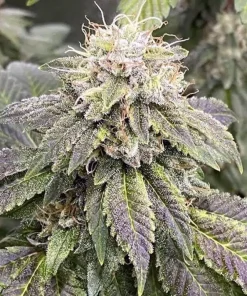Legend OG Seeds1 Buy Legend OG Seeds
