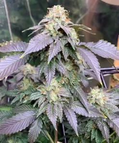 Legend OG Seeds2 Buy Legend OG Seeds