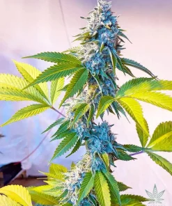 Legend OG Seeds3 Buy Legend OG Seeds
