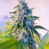 Buy Legend OG Seeds