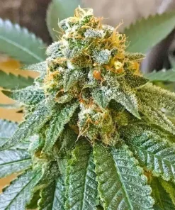 Lemon Diesel Seeds Buy Lemon Diesel Seeds