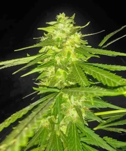 Lemon Diesel Seeds1 Buy Lemon Diesel Seeds