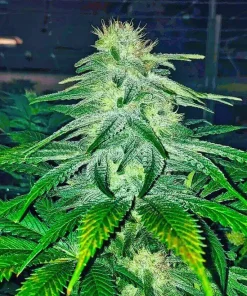 Lemon Diesel Seeds2 Buy Lemon Diesel Seeds