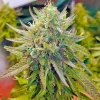 Buy Lemon Diesel Seeds