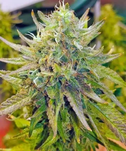 Buy Lemon Diesel Seeds