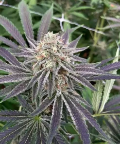 Lemon Tree Seeds Buy Lemon Tree Seeds