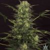 Buy MK Ultra Seeds
