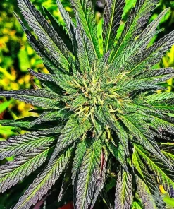 MK Ultra Seeds Buy MK Ultra Seeds