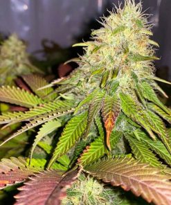 Maple Leaf Indica Seeds Maple Leaf Indica Seeds