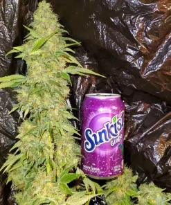 Maple Leaf Indica Seeds