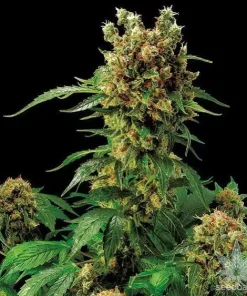 Moby Dick Seeds