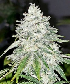 Buy NYC Diesel Seeds