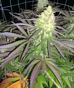 Northern Lights 5 Seeds Northern light (Regular) seeds