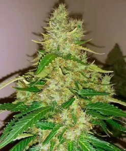 Northern Lights 5 Seeds1 Northern light (Regular) seeds