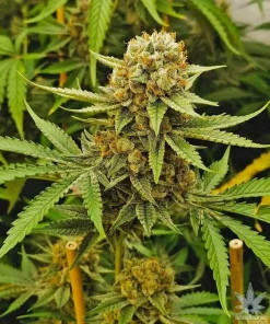 Orange Bud Seeds1 Orange Bud Seeds