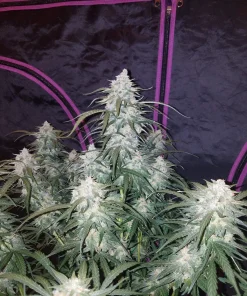 Pineapple Express Seeds Pineapple Express Seeds