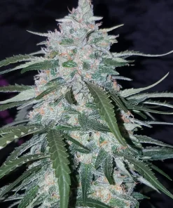 Pineapple Express Seeds