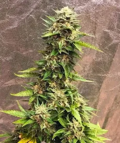 Pineapple Haze Seeds1 Pineapple Haze Seeds