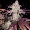 Buy Platinum Cookies Seeds