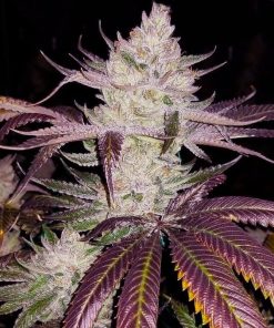 Buy Platinum Cookies Seeds