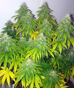 Power Plant Seeds Buy Power Plant Seeds