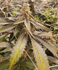 Purple Gelato Seeds Buy Purple Gelato Seeds