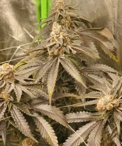 Purple Gelato Seeds1 Buy Purple Gelato Seeds