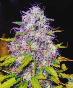 Purple Haze Seeds Buy Purple Haze Seeds