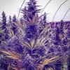 Buy Purple Haze Seeds