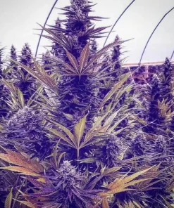 Buy Purple Haze Seeds