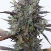 Buy Purple Kush Seeds