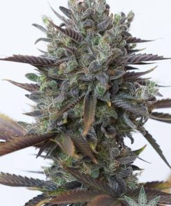 Buy Purple Kush Seeds