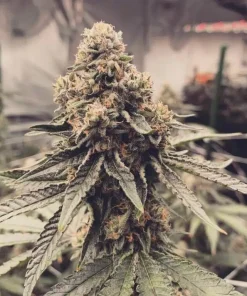 Buy Runtz Seeds Online