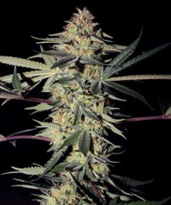 SFV OG Kush Seeds SFV OG Kush Seeds