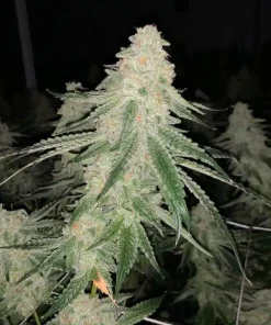 SFV OG Kush Seeds1 SFV OG Kush Seeds