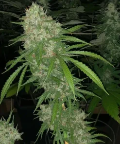SFV OG Kush Seeds2 SFV OG Kush Seeds