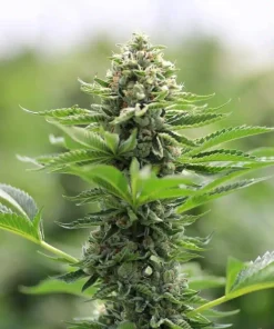 SFV OG Kush Seeds3 SFV OG Kush Seeds