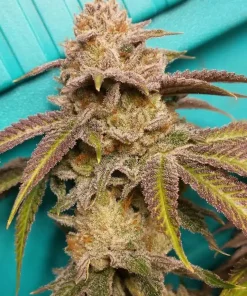 SFV OG Kush Seeds