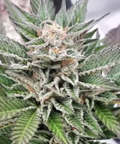 Buy Shiskaberry Seeds Online