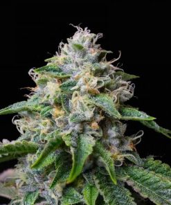 Buy Skywalker OG Seeds